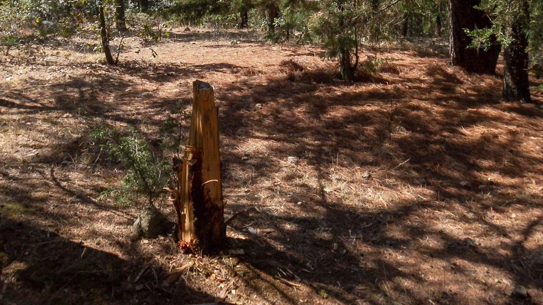 Existen dos carpetas de investigación por talas.  Foto César Ortiz  El Sol de San Juan del Río.